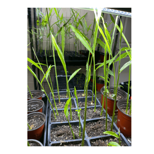 Local grown ginger for sale on Salt Spring Island in BC