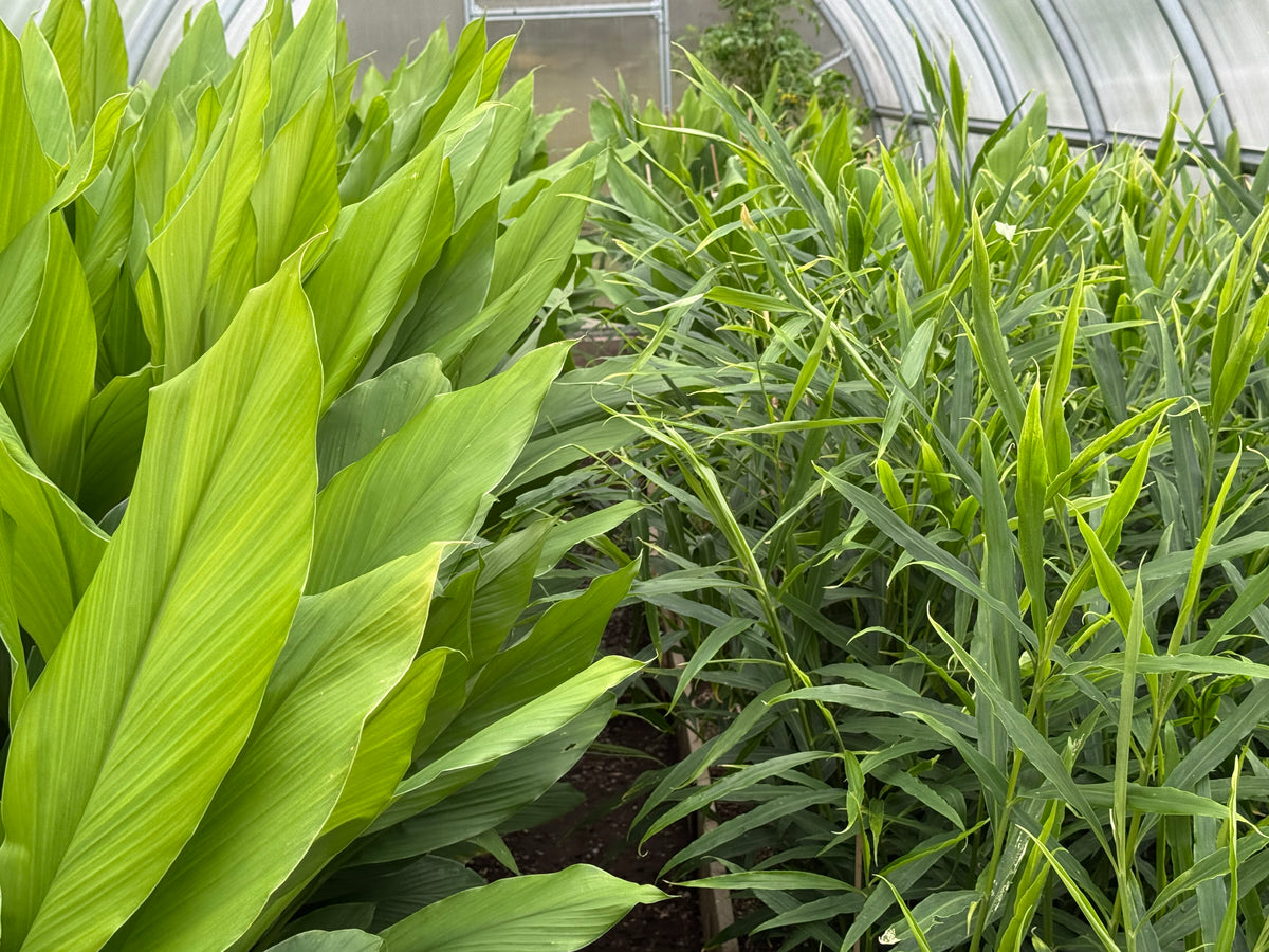 ginger ginger roots, ginger plants, turmeric, turmeric plants