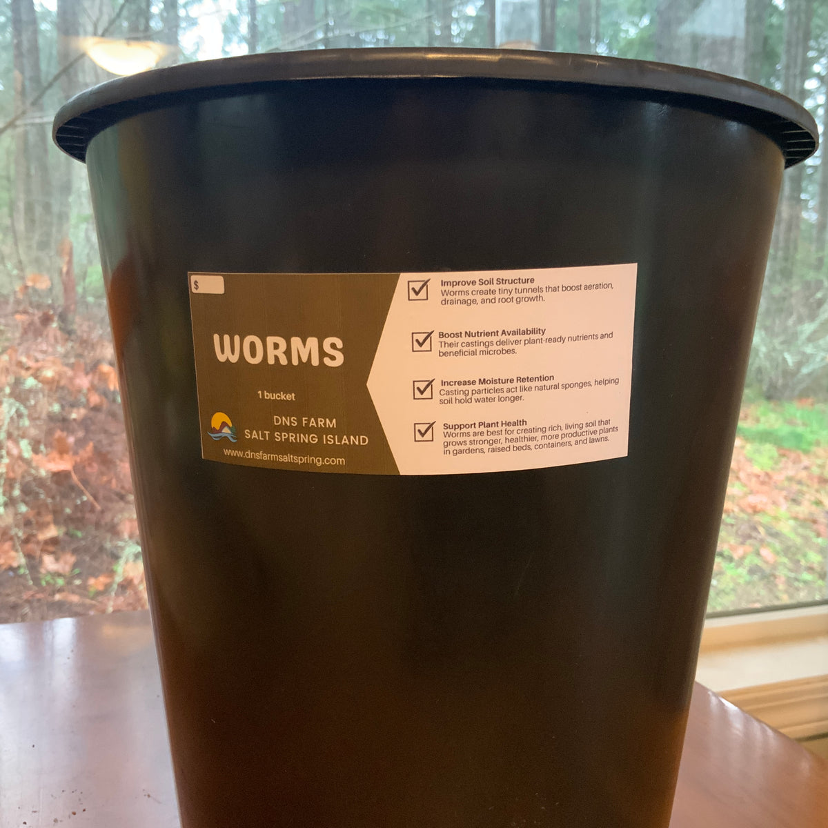 Red Wiggler Worms
