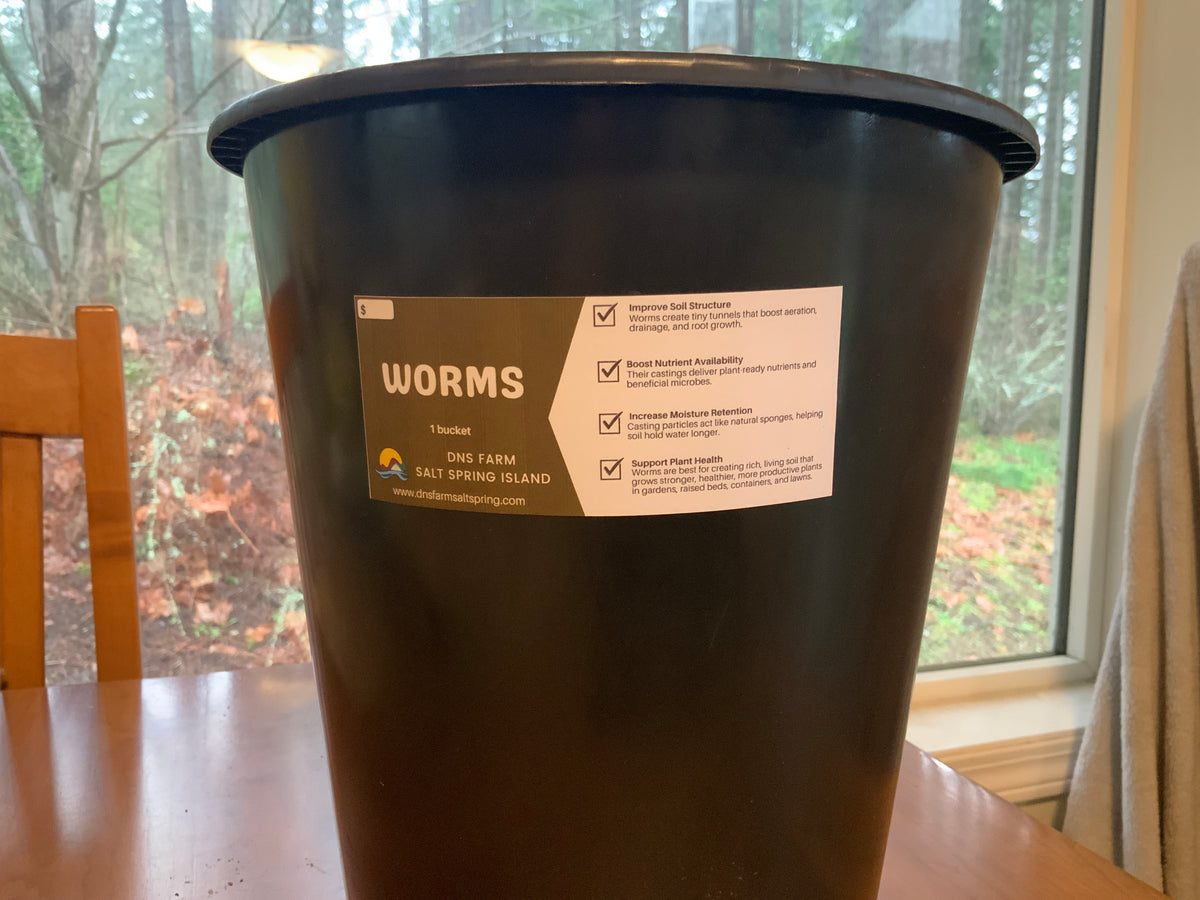 Red Wiggler Worms