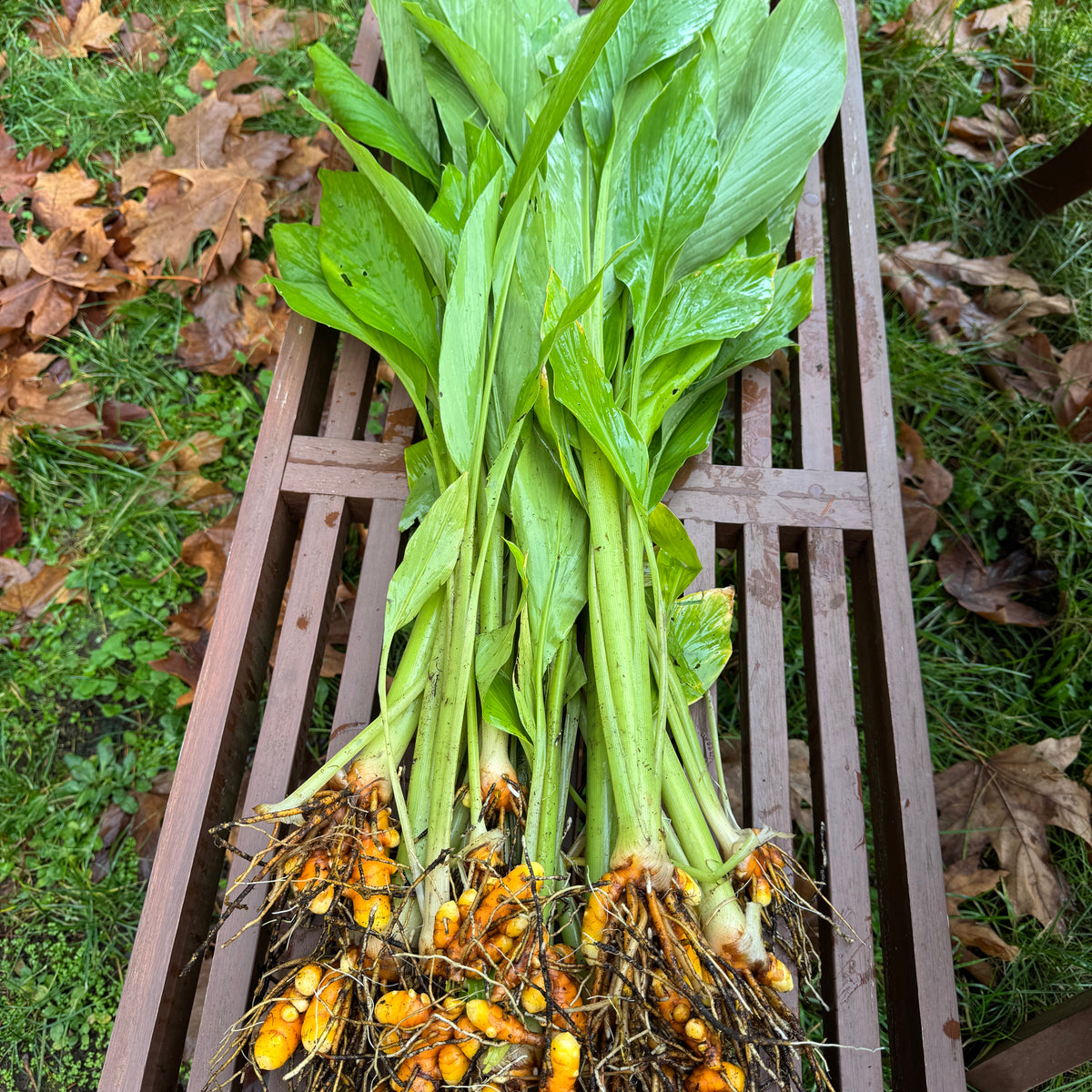 Fresh Turmeric with Leaves & Stems