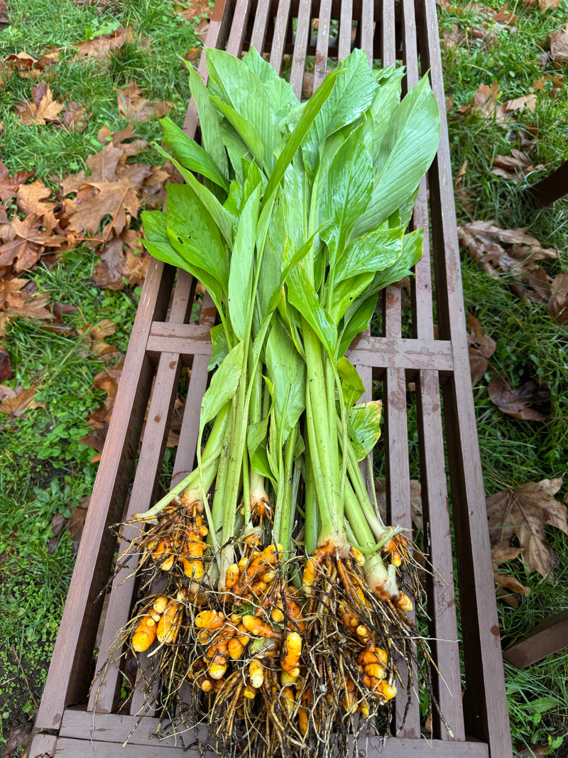 Fresh Turmeric with Leaves & Stems