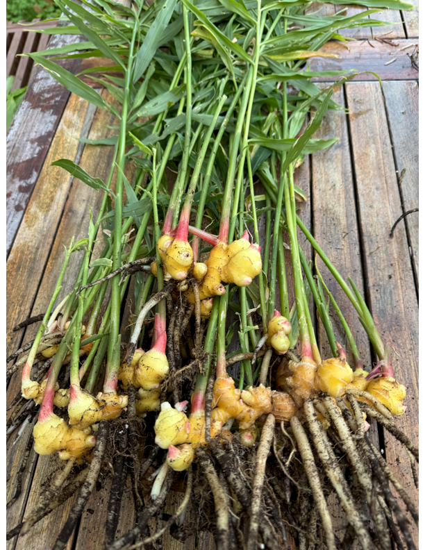 Fresh Ginger with Leaves & Stems