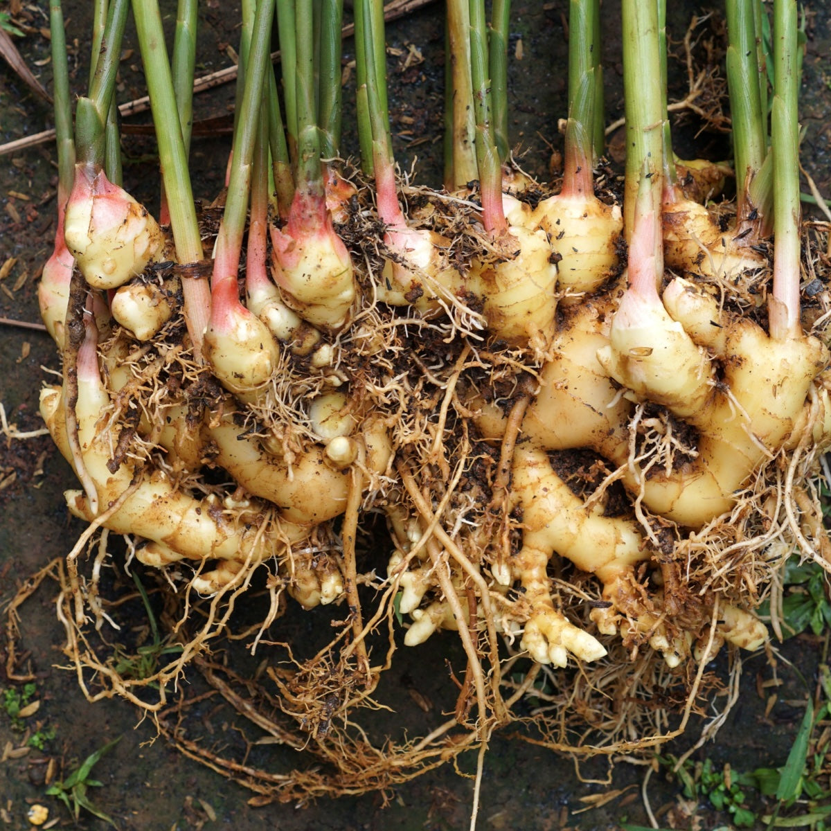 Ginger - planting Rhizomes