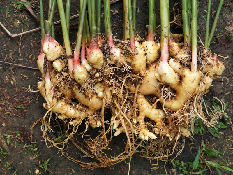 Ginger - planting Rhizomes
