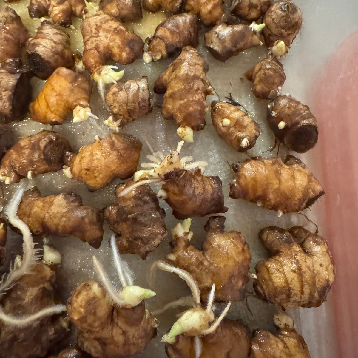 Ginger - planting Rhizomes