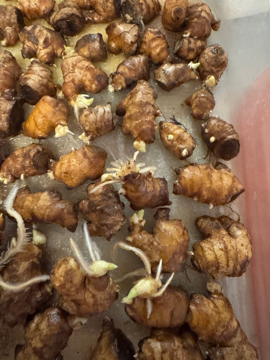 Ginger - planting Rhizomes