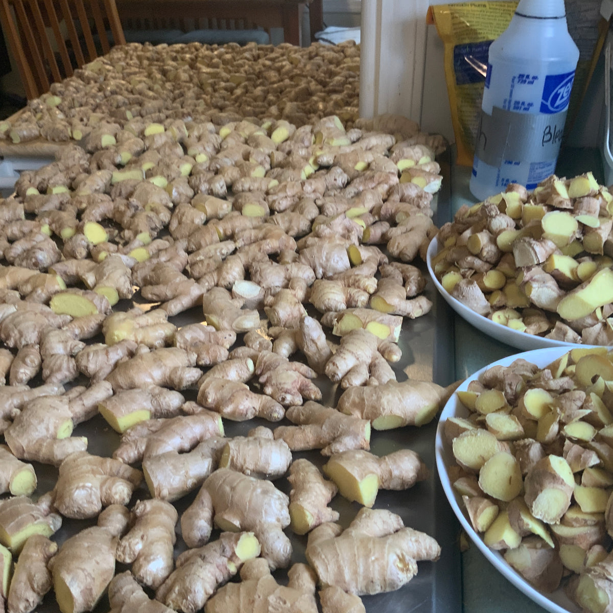 Ginger - planting Rhizomes