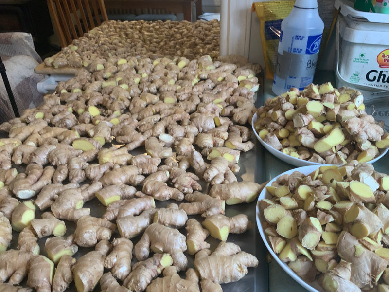 Ginger - planting Rhizomes