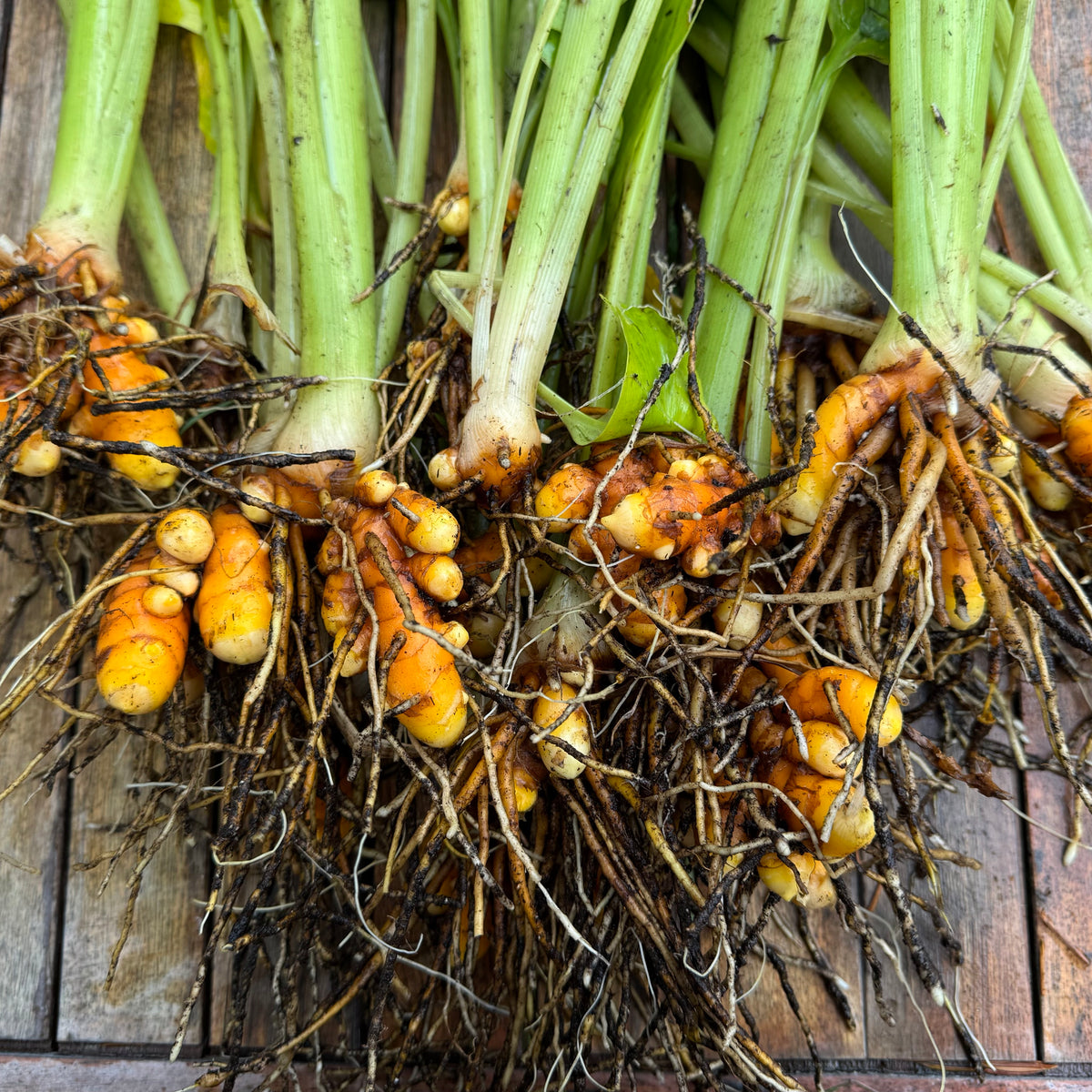Turmeric planting rhizomes