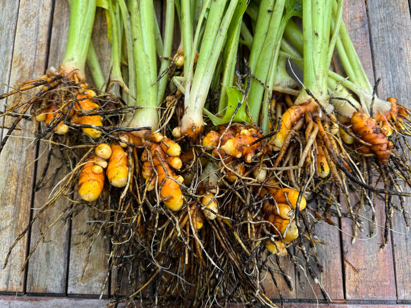 Turmeric planting rhizomes