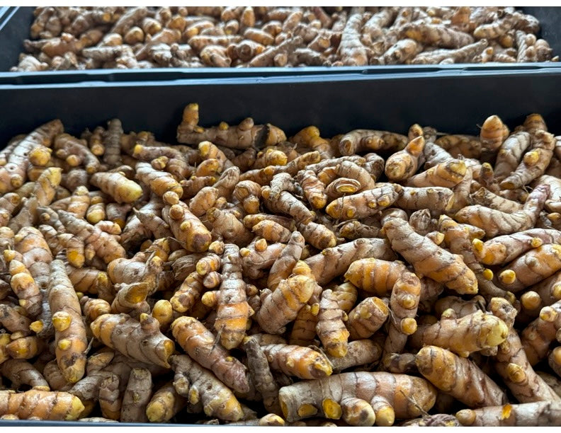 Turmeric planting rhizomes