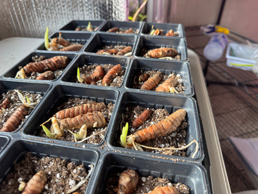 Turmeric planting rhizomes