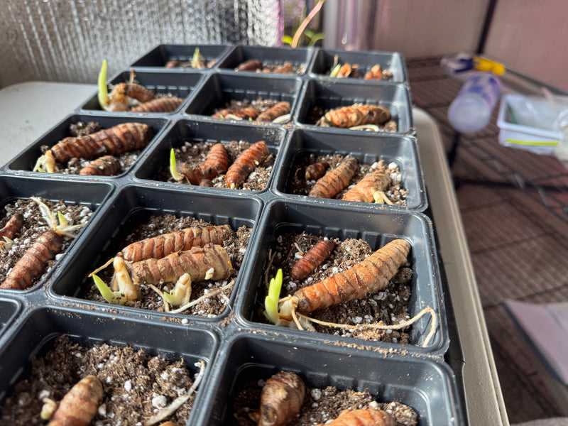 Turmeric planting rhizomes